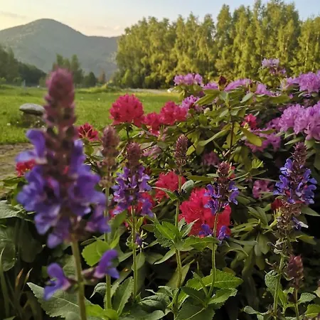 Oranska مينزغوجة